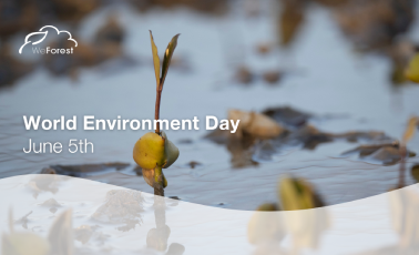 A young plant sprout emerges from shallow water in a wetland environment, with blurred seedlings in the background.